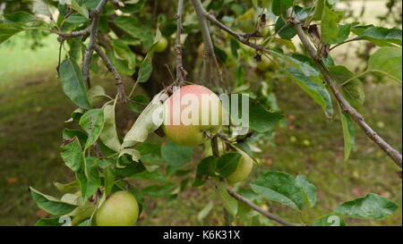 Cox's orange pippin le mele su un albero Foto Stock