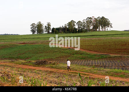 Un uomo nero a piedi attraverso un campo di un paese rurale. Foto Stock