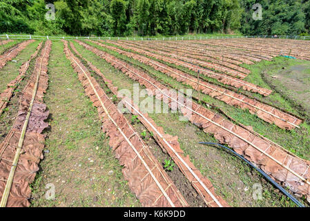 Tenute per la semina e le piantine di fragola a Plantation in Thailandia Foto Stock