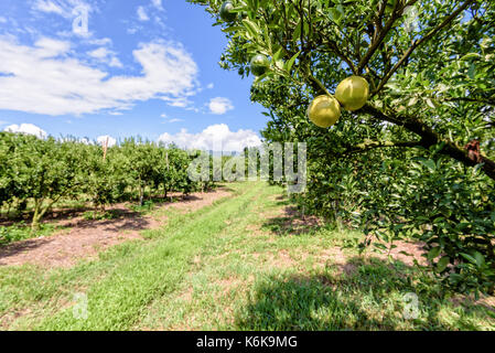 La passerella in azienda e la frutta di arancia sulla struttura ad albero con foglie verdi all'agrumeto sotto il luminoso cielo blu a superficie frutticola di northe Foto Stock