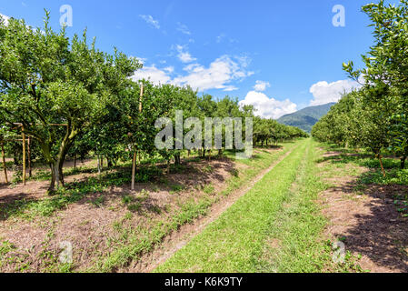 La passerella in azienda e la frutta di arancia sulla struttura ad albero con foglie verdi all'agrumeto sotto il luminoso cielo blu a superficie frutticola di northe Foto Stock