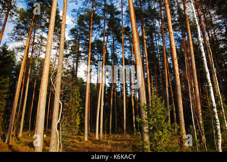 Un sacco di alberi di pino nel bosco in autunno Foto Stock