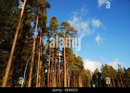 Un sacco di alberi di pino nel bosco in autunno Foto Stock