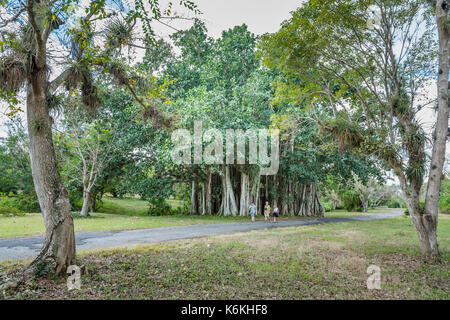 Il campione di alberi in Cienfuegos province Giardino Botanico (Jardin Botanico Soledad de Cienfuegos), Cienfuegos, una città sulla costa meridionale di Cuba Foto Stock