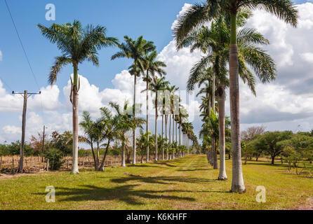 Cuban Royal Palms (Roystonea regia) attraverso l'entrata per la provincia di Cienfuegos Giardino Botanico (Jardin Botanico Soledad de Cienfuegos Cienfuegos) Foto Stock