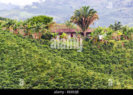 La vecchia casa colonica sulla collina circondata da piante di caffè nei pressi di Manizales (Colombia) Foto Stock
