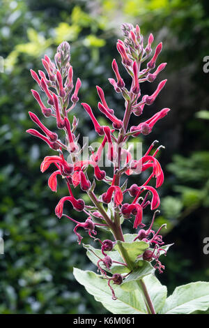 I picchi di fiore del diavolo ornamentali al tabacco, Lobelia tupa Foto Stock