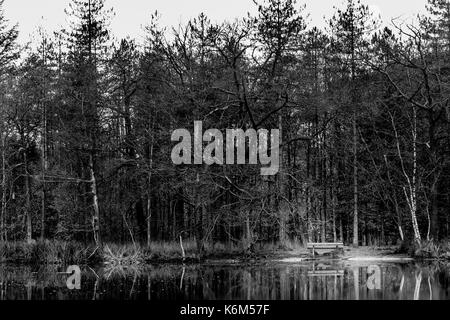 Un banco a un lago circondato da alberi sfrondato in bianco e nero Foto Stock