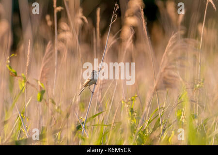 Pipit acqua su una piccola filiale Foto Stock