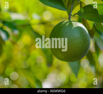 Arancia navel circa per maturare sull'albero in Arizona Foto Stock