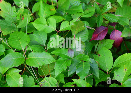 Patch di poison ivy nella foresta prato in Sud Montagne Adirondack, New York, NY USA Foto Stock