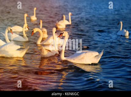 Foto di bellissimi cigni Foto Stock