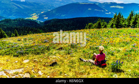 Senior donna seduta tra i fiori selvatici in alta alpine del shuswap highlands nel centro della Columbia britannica in Canada Foto Stock