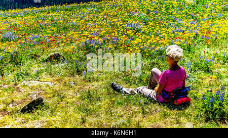 Senior donna seduta tra i fiori selvatici in alta alpine del shuswap highlands nel centro della Columbia britannica in Canada Foto Stock