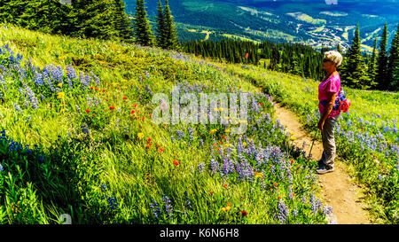 Senior woman hiking tra i fiori selvatici in alta alpine del Shuswap Highlands nel centro della Columbia britannica in Canada Foto Stock