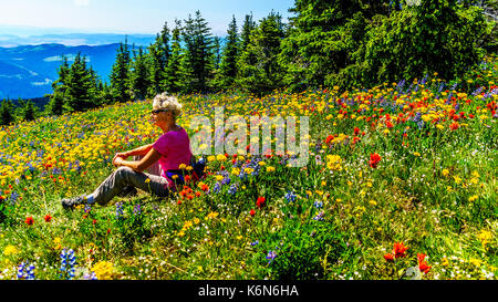 Senior donna seduta tra i fiori selvatici in alta alpine del shuswap highlands nel centro della Columbia britannica in Canada Foto Stock