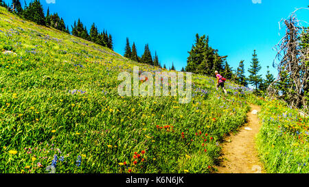 Senior woman hiking tra i fiori selvatici in alta alpine del Shuswap Highlands nel centro della Columbia britannica in Canada Foto Stock