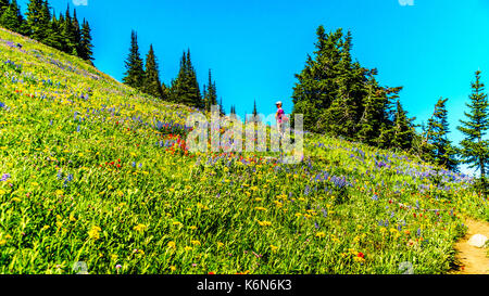 Senior woman hiking tra i fiori selvatici in alta alpine del Shuswap Highlands nel centro della Columbia britannica in Canada Foto Stock