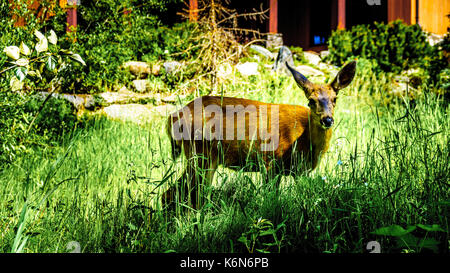 Curioso White Tailed Deer nel cortile nella località sciistica di Sun picchi nella splendida British Columbia, Canada Foto Stock