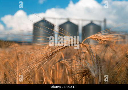 Campo con silos per il grano per l'agricoltura Foto Stock