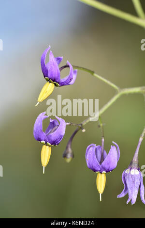 Agrodolce - Solanum dulcamara Foto Stock