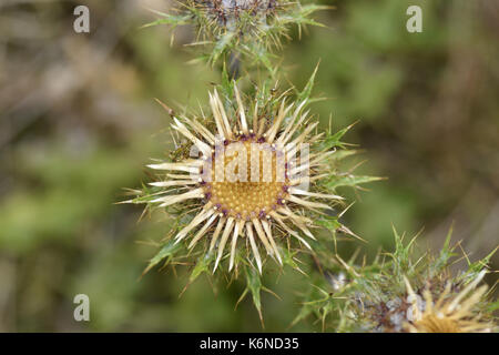 Carline thistle - carlina vulgaris Foto Stock
