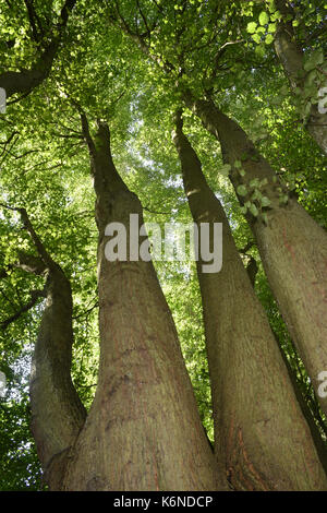 Piccolo-lasciava in calce - tilia cordata Foto Stock
