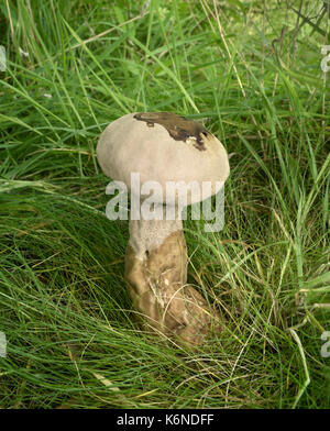 Pestello puffball - handkea excupuliformis Foto Stock