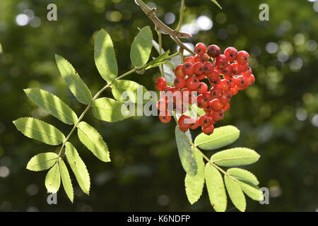 Rowan - Sorbus aucuparia Foto Stock