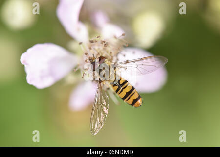 La marmellata di arance hoverfly - episyrphus balteatus Foto Stock