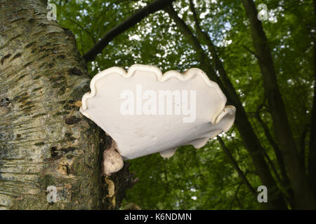 Birch polypore - piptoporus betulinus Foto Stock