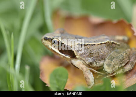 Rana comune - rana temporaria Foto Stock