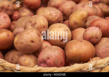 Appena scavato patate rosse al mercato del contadino a Easton, Pennsylvania. Il mercato degli agricoltori a Easton, in Pennsylvania, è il più antico mercato all'aperto in t Foto Stock