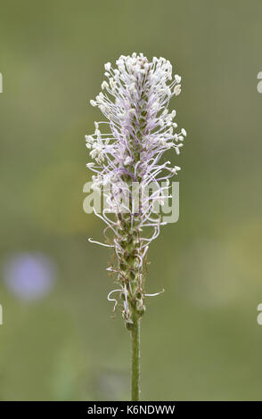 Annoso piantaggine - planzago media Foto Stock