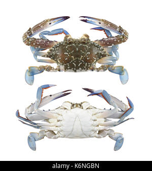 Freschezza blu granchio nuotatore o manna blue crab isolati su sfondo bianco e sono tracciati di ritaglio per una facile installazione. Foto Stock