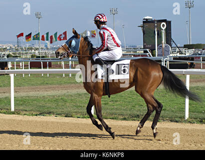 Cheval de corso ˆ l'echauffement Foto Stock