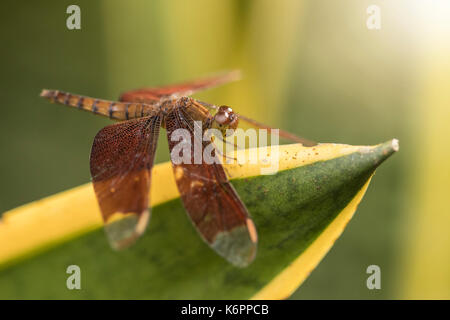 Close up dragon fly su foglia, fotografia macro Foto Stock