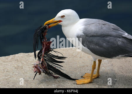 Primo piano di un gabbiano tenendo un dead raven nel suo becco Foto Stock