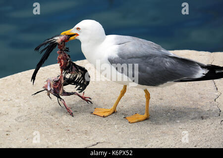 Primo piano di un gabbiano tenendo un uccello morto nel suo becco Foto Stock