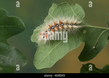 Ahorneule, Ahorn-Rindeneule, Ahornrindenelle, Rosskastanienelle, Raupe frisst an Eiche, Acronicta aceris, sycamore, sycamore moth, caterpi Foto Stock