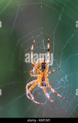 Giardino europeo Spider (Araneus Diadematus, diadema Spider, Cross Spider), un Orb Weaver spider su un web in autunno nel Regno Unito. Spider macro. Foto Stock