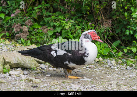 Cairina moschata (anatra muta), Adulto drake (maschio), in piedi sul suolo nel West Sussex, in Inghilterra, Regno Unito. Foto Stock