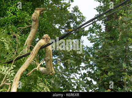 Albero caduto il ramo avvolto attorno ad una linea di alimentazione a seguito di alta venti, Pembrokeshire, Regno Unito Foto Stock