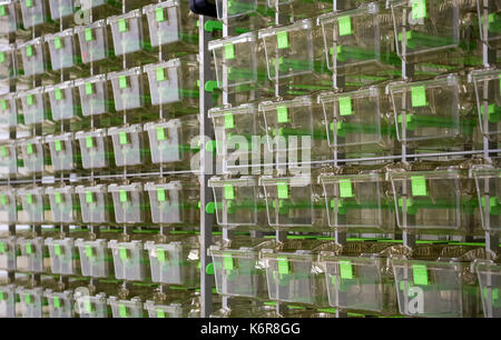 Monaco di Baviera, Germania. Xii Sep, 2017. Svuotare le gabbie per i topi possono essere visti in un laboratorio del centro di ricerca di oncologia traslazionale come istituto centrale dell'Università Tecnica di Monaco di Baviera, Germania, il 12 settembre 2017. intorno a 60 ricerche da biosciences e 40 dal campo tecnologico sarà la ricerca insieme all'interno della 60 milioni di euro al complesso dell'ospedale universitario sulla destra del fiume Isar. photo: sven hoppe/dpa/alamy live news Foto Stock