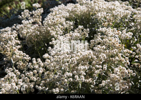 Egham, Regno Unito. Xiii Sep, 2017. Anaphalis Triplinervis 'Sommerschnee' al Savill Garden. Creato negli anni Trenta, 35-acro Savill giardino contiene una serie di giardini interconnessi e bosco, inclusi i giardini nascosti, Molla in legno, i giardini estivi, la Nuova Zelanda giardino estivo, legno, radure, Legno di autunno e inverno letti. Credito: Mark Kerrison/Alamy Live News Foto Stock