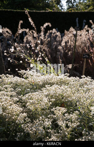 Egham, Regno Unito. Xiii Sep, 2017. Anaphalis Triplinervis 'Sommerschnee' al Savill Garden. Creato negli anni Trenta, 35-acro Savill giardino contiene una serie di giardini interconnessi e bosco, inclusi i giardini nascosti, Molla in legno, i giardini estivi, la Nuova Zelanda giardino estivo, legno, radure, Legno di autunno e inverno letti. Credito: Mark Kerrison/Alamy Live News Foto Stock