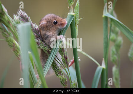 Una stretta fino ad un raccolto mouse salendo per lame di erba e cercando inquisitively Foto Stock