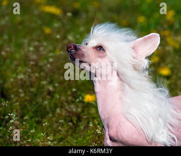 Chinese crested dog portrait. Il cinese crested cane passeggiate sul prato del parco. Foto Stock