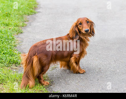 Bassotto a destra. dachshunds è nel parco. Foto Stock