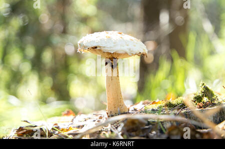 Close up di funghi commestibili miele agarics crescente nella foresta Foto Stock